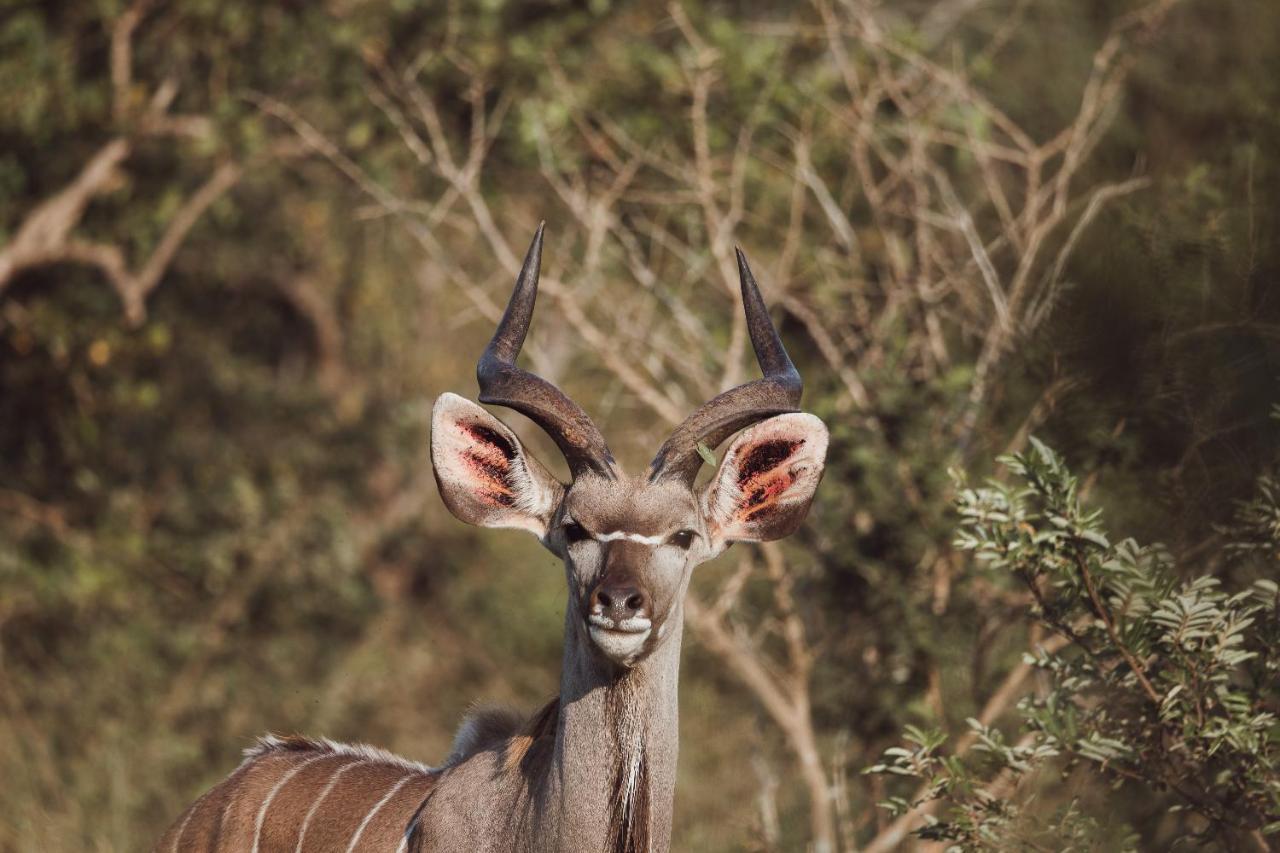 Oase By 7 Star Lodges - Greater Kruger Private 530Ha Reserve Худспрут Экстерьер фото